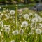 Square Close up of dandelions with white flowers and bright green stems on a sunny day