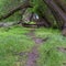 Square CLose up of a hking trail in the forest with green grasses and huge trees