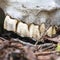 Square Close up of teeth attached to the white skull of a dead animal in the forest