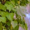 Square Close up view of a tree with lush vines growing around its brown trunk