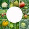 Square collage of healthy and fresh fruits and vegetables. Healthy eating: Green young grapes, pears, White cabbage, raspberries,