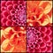 Square collage of orange and pink Dahlias