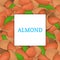 The square colored frame composed of almond nut. Vector card illustration. Nuts , almonds fruit in the shell, whole