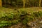 Square concrete drainage ditch covered with moss