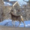 Square crop Female deer walking on the driveway of home in snowy Park City Utah in winter