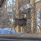 Square crop Female deers on the driveway of home amid snow in Park City Utah in winter