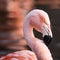 Square crop of a Greater flamingo