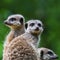 Square crop meerkats on sentry duty