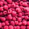 square delicious natural background of many ripe juicy red fragrant raspberry berries