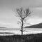 Square Etive Tree