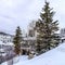 Square Evergreens and houses on snowy hill in Park City Utah viewed in winter