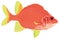 square fish vector illustration transparent background