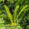 Square Flourishing natural fresh green fern on a stone garden pot against lush foliage