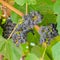 Square Focus on clusters of dark blue grapes growing at a vinyard on a sunny day