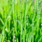 Square format extremely close up view of shiny water drops with reflections on vivid long and thin green grass leaves