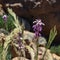 Square frame. Beautiful blooming Teide wallflower - Erysimum scoparium - surrounded by pieces of lava and basalt. Selective focus