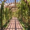 Square frame Beautiful garden wedding venue with a wooden arbor wrapped with vibrant vines