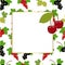 Square frame with berries. red currants, black currants