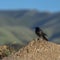 Square frame Bird perched on top of a damaged road against blurred mountain and blue sky