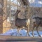 Square frame Brown does on the driveway of Park City home against snowy landscape in winter