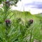 Square frame Close up of plants with long green leaves and clusters of small red flowers