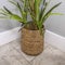 Square frame Indoor plant with long and glossy green leaves inside a brown woven basket