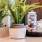 Square frame Indoor plant and tray with jars of soap and cotton against mirror and countertop