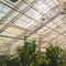 Square frame Interior of a greenhouse with lush green plants under the roof with glass panels