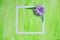 Square frame with lilac pastel color paper flower on green background. Flat lay, copy space, floral art