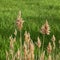 Square frame Nature scenery with close up view of brown grasses against lush green field