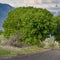 Square frame Road amid prolific trees and grasses with mountain and cloudy sky background