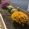 Square frame Row of colorful flowers on a raised wooden planting bed at the garden of home