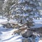 Square frame Snowy evergreen tree on sunlit rocky frosted ground against cloudy blue sky