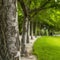 Square frame Trees with rough white barks lining a paved road and vibrant green lawn
