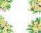 Square frame with tropical resort flowers frangipani plumeria.