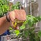 Square frame Yellow and brown butterfly on the finger of a caucasian male inside a greenhouse