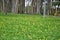 Square full of grass Arachis repens