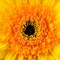 Square Gerbera Marigold Flower Macro