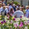 Square Glorious white and purple tulips flourishing under sunlight in spring