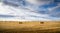 Square hay bales lying in a harvested field on the Canadian Prairies