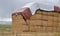 Square hay bales stacked for storage with tarp on top