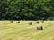 Square haybales wrapped and ready for barn storage