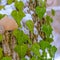 Square Heart shaped vines growing on the brown trunk of a tree with algae and snow