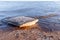 Square ice floe lays on the coast of Baltic Sea