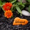 Square image of an orange rock that has the word, `Blessed` written on it