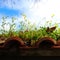 Square image of the roof of an old building inhabited by plants and insects. Beautiful scene on the roof after winter in spring