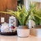Square Indoor plant and tray with jars of soap and cotton against mirror and countertop