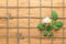 Square lined rope pattern on a wooden background and white rose with leaves interwoven between it. Texture for nature themes.