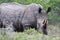 Square-lipped Rhinoceros (Ceratotherium simum)