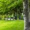 Square Lush trees with white barks and abundant leaves along road and grassy lawn